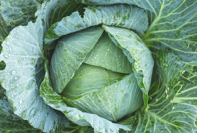  LEAFY VEGETABLES