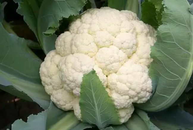 FLORESCENT VEGETABLE